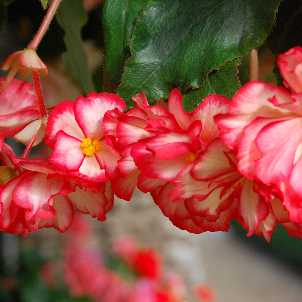 YouGarden Belgian Trailing Giant Begonia Tuber 10 Pack Image 2