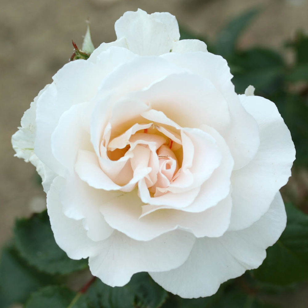 YouGarden Margaret Merril Bare Root Rose 2 Pack Image 1