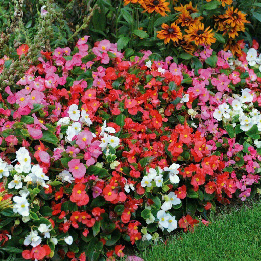 Thompson and Morgan Nurserymans Choice Annual Bedding Mixed Plant Plug 36 Pack Image 2