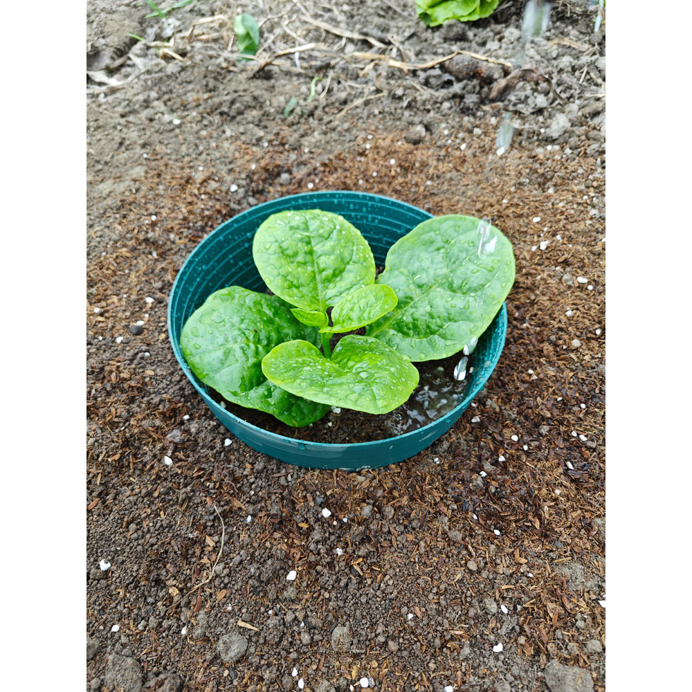Avilo Watering Irrigation Rings 5 Pack Image 4