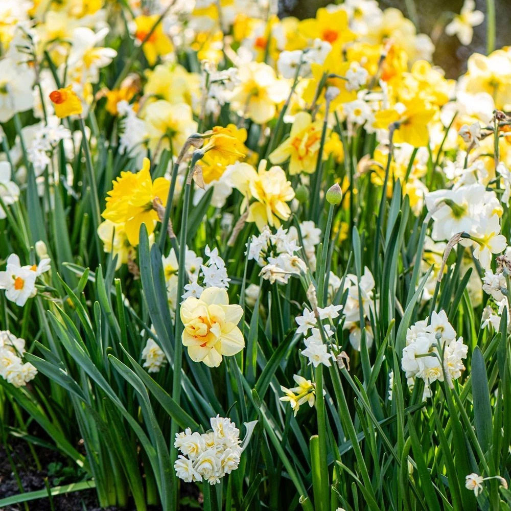 Thompson and Morgan Daffodil Mixed Collection Spring Planting Bulb 32 Pack Image 3