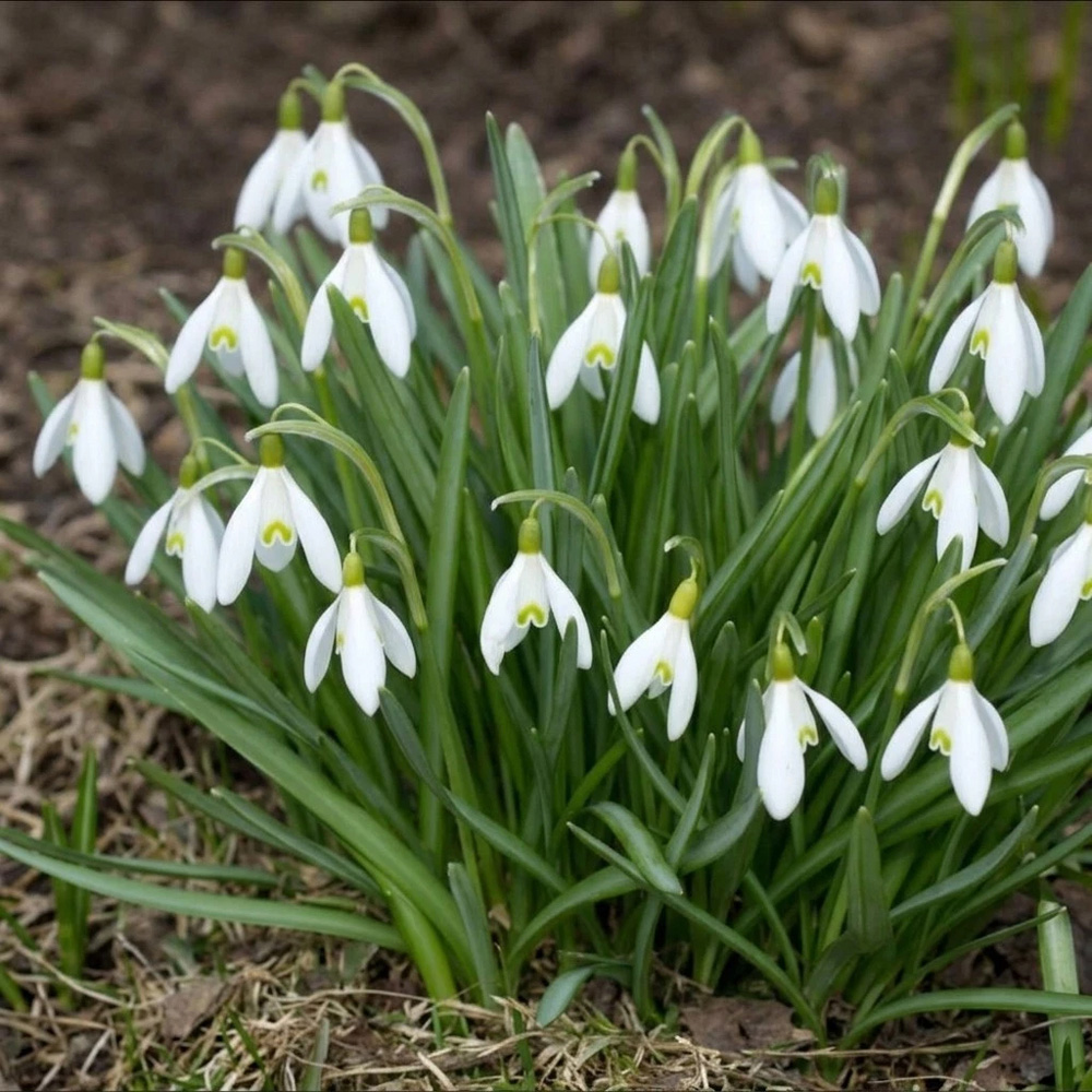 Thompson and Morgan Galanthus Snowdrop Woronowii Autumn Planting Bulb 8 Pack Image 2