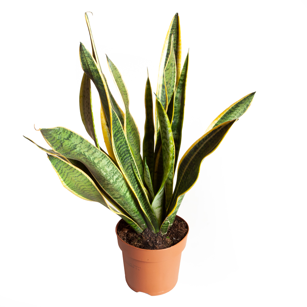 YouGarden Sansevieria Snake Plant with White Pot 17cm Image 2
