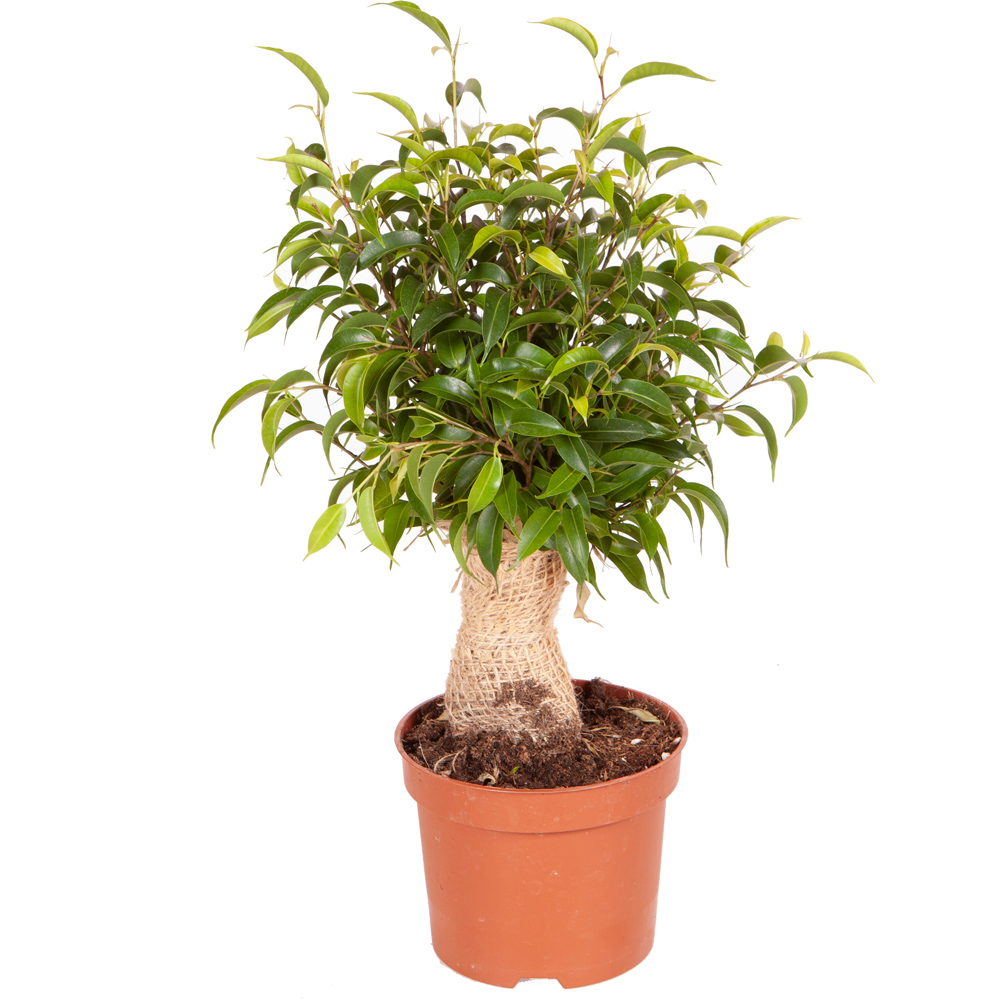 YouGarden Ficus Natasja with White Recycled Pot Cover 12cm Image 2