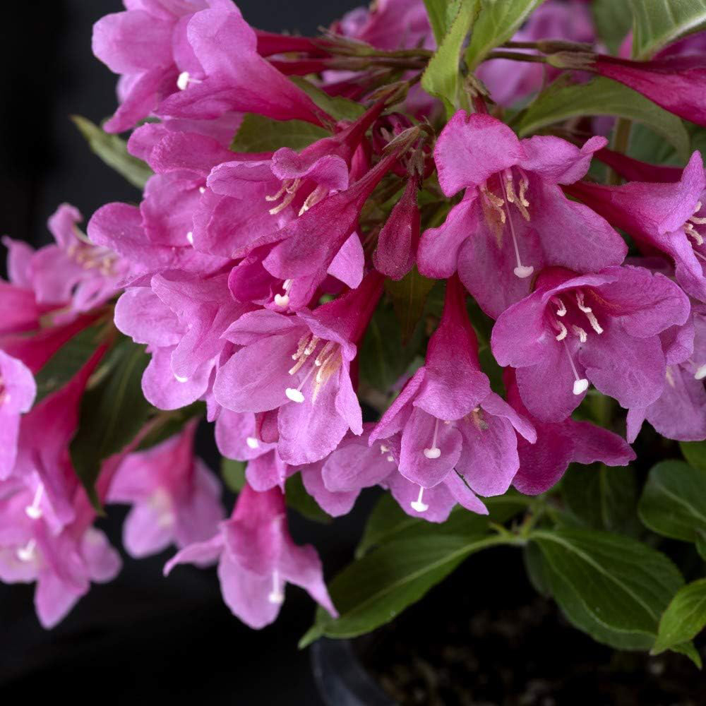 Thompson & Morgan Weigela Towers of Flowers Cherry Plant Pot 9cm Image 3