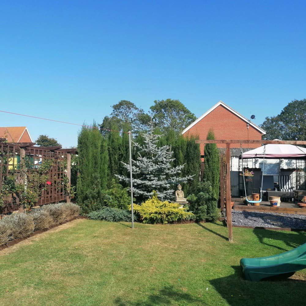 Thompson and Morgan Cupressus Sempervirens Italian Cypress Stricta Plant Pot 14cm 4 Pack Image 6