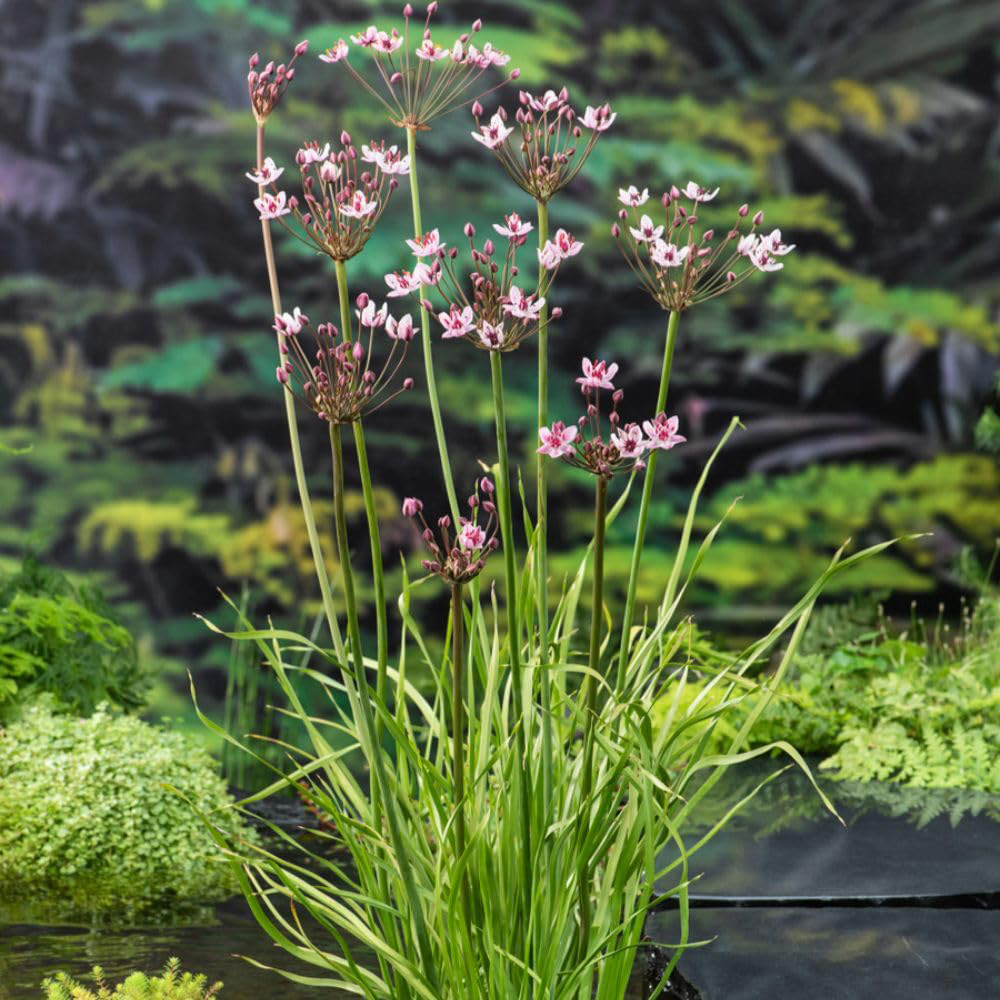Thompson and Morgan Butomus Umbellatus Plant Pot 1L 3 Pack Image 4