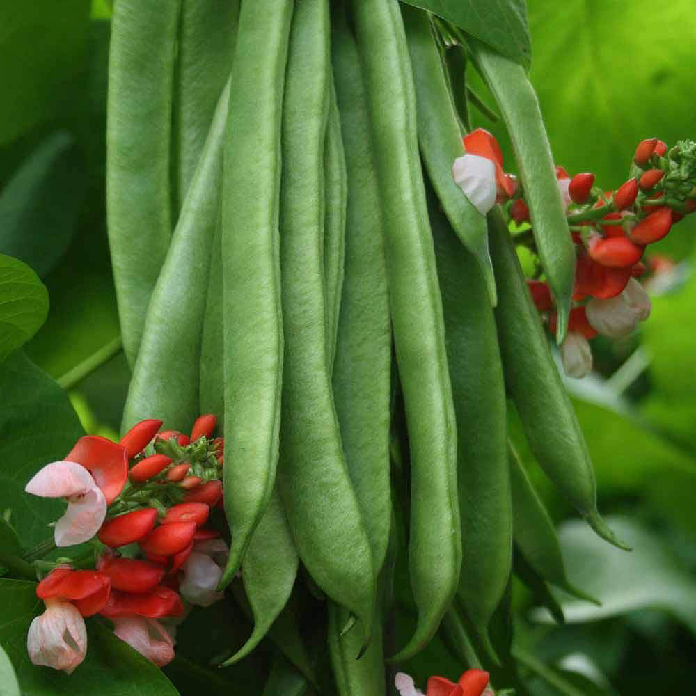 Thompson and Morgan Runner Bean Tenderstar Seeds Image 1