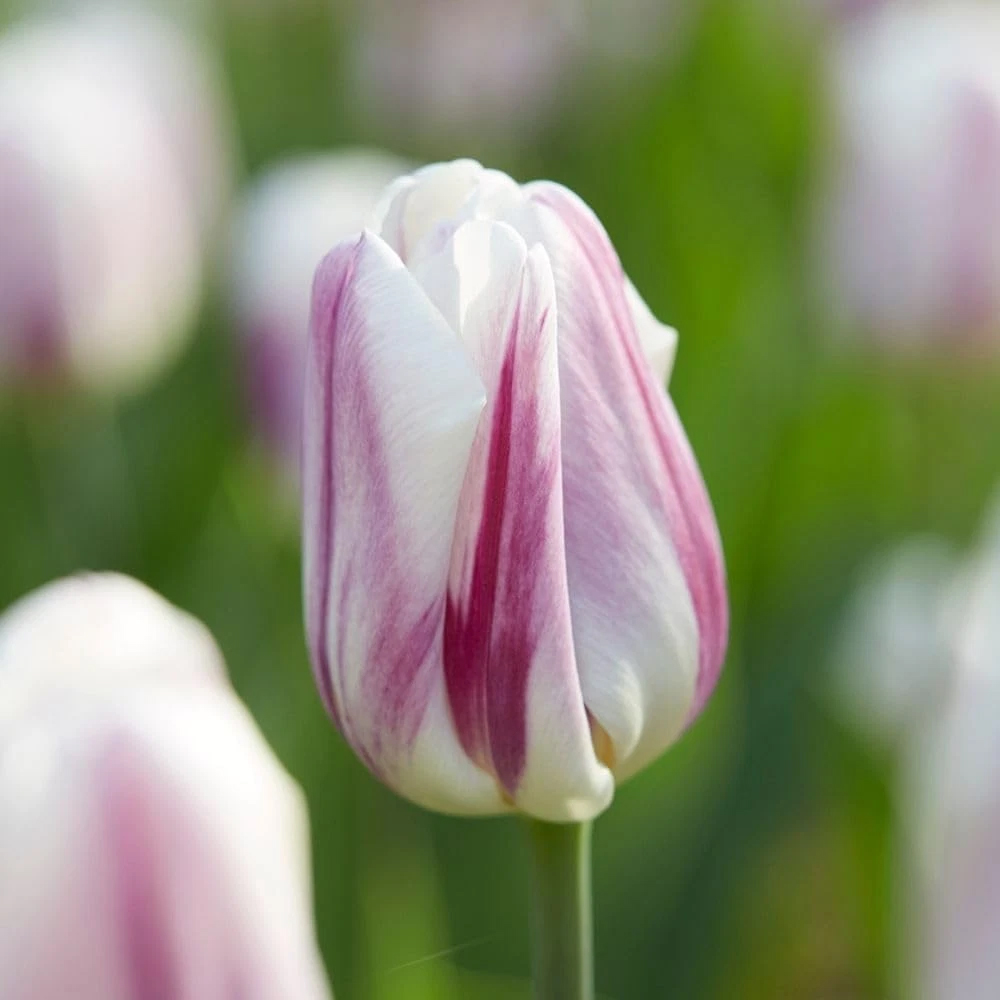 Thompson and Morgan Tulip Flaming Flag Planting Bulb 32 Pack Image 3