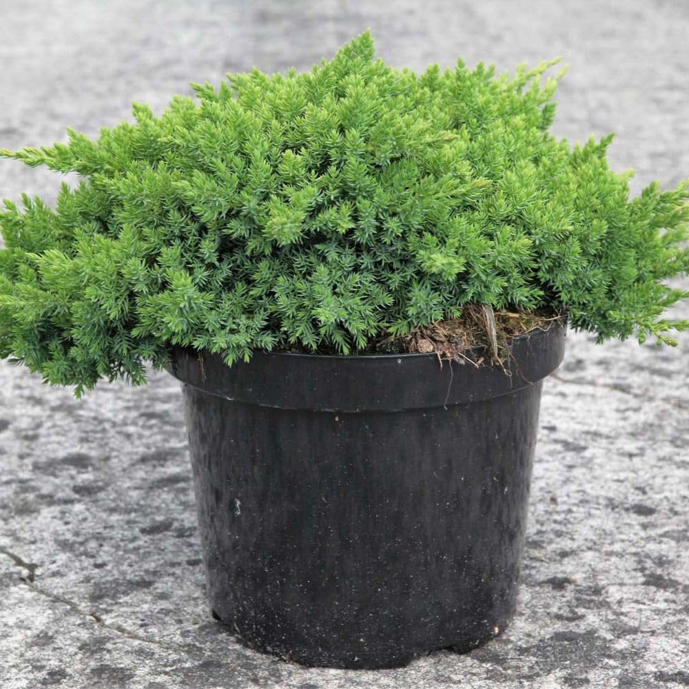 Thompson & Morgan Juniperus Procumbens Nana Plant Pot 7.6L Image 2