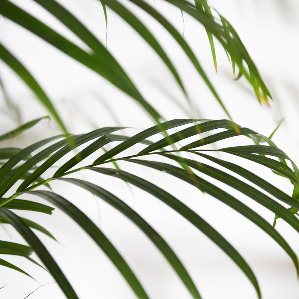 Thompson and Morgan Areca Dypsis Golden Cane Palm Plant Pot 12cm 4 Pack Image 4