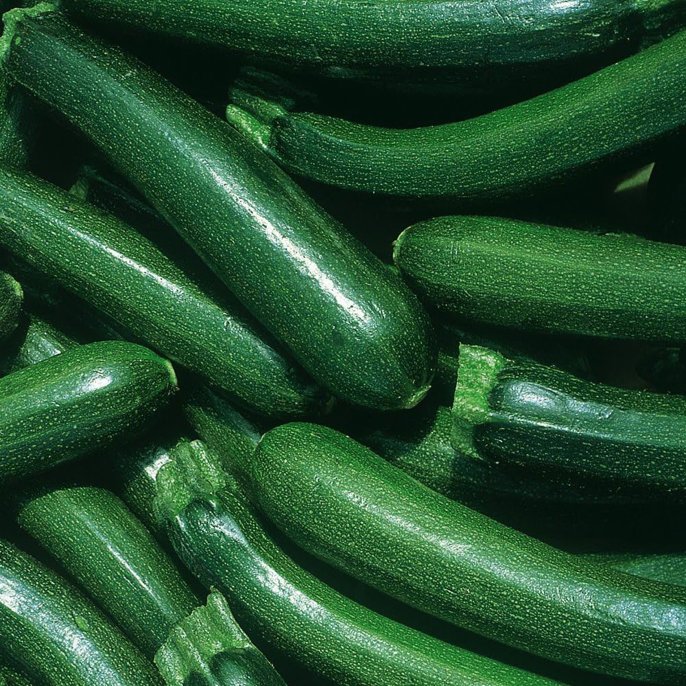 Thompson & Morgan Courgette Defender F1 Hybrid Seeds Image 1