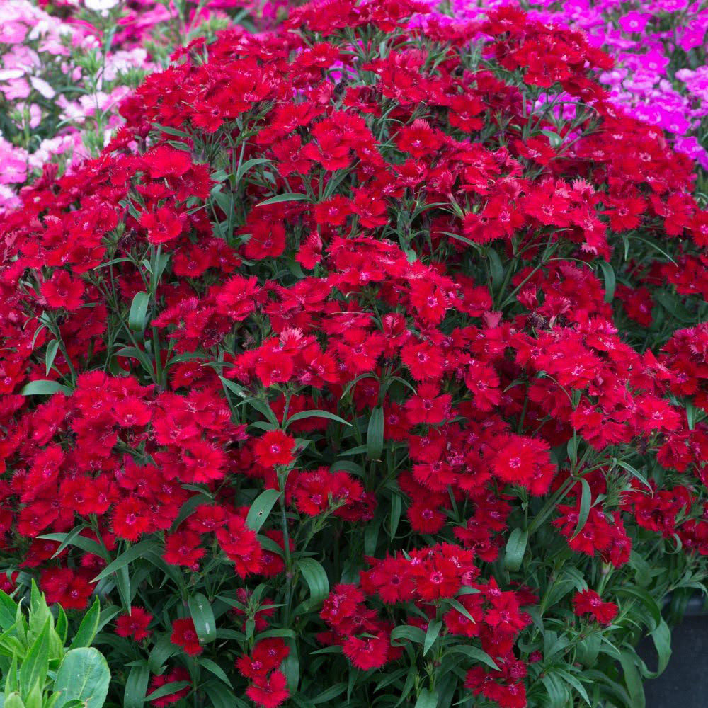 Thompson and Morgan Best Value Rainbow Perennial Collection Plug Plant 72 Pack Image 4