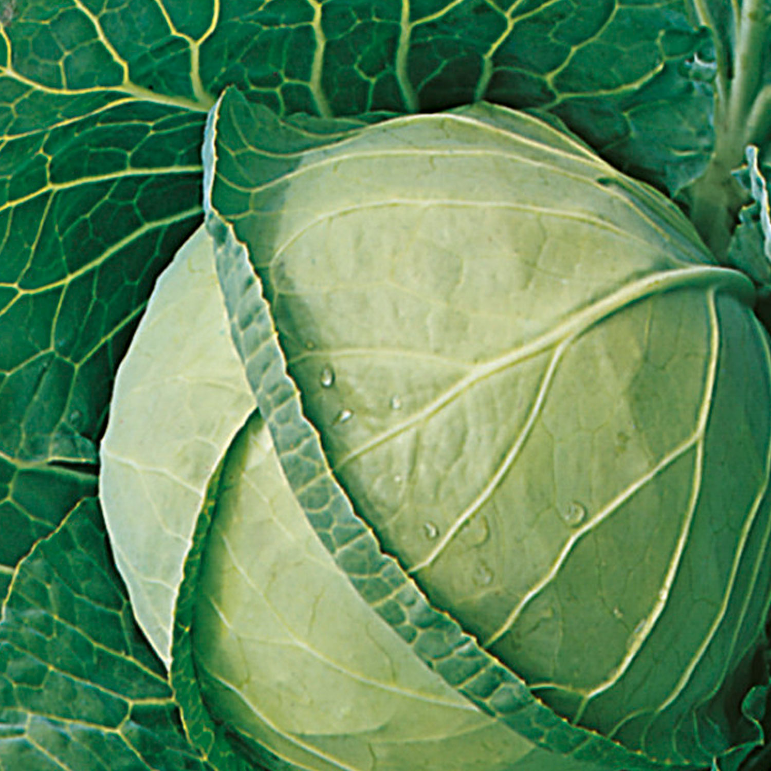 Johnsons Langedijk 4 Cabbage Seeds Image 1