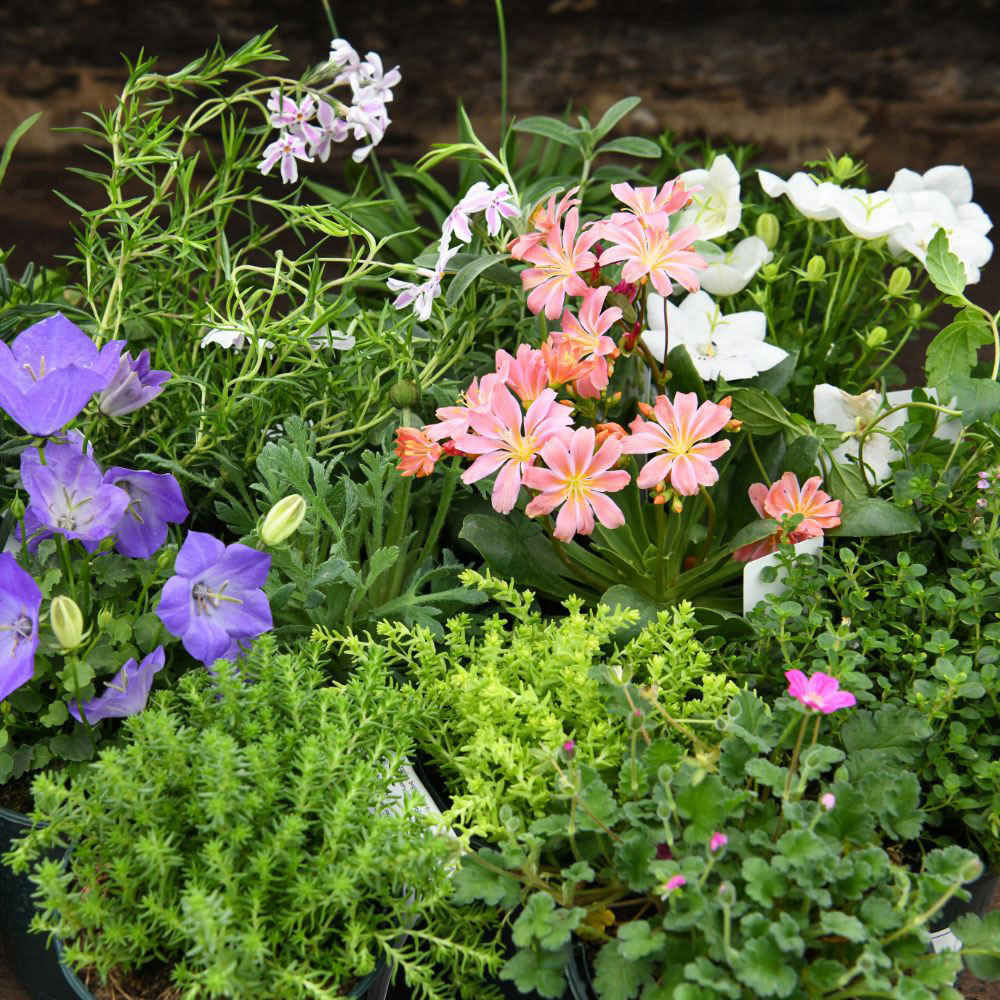 Thompson and Morgan Nurserymans Choice Alpine Plant Pot 9cm 3 Pack Image 8
