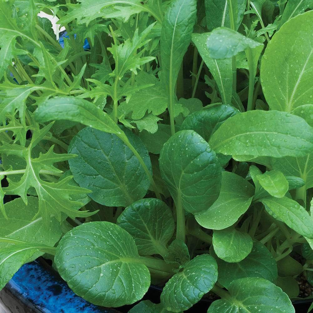 Thompson & Morgan Salad Leaves Niche Oriental Mixed 500 Seeds Packet Image 1