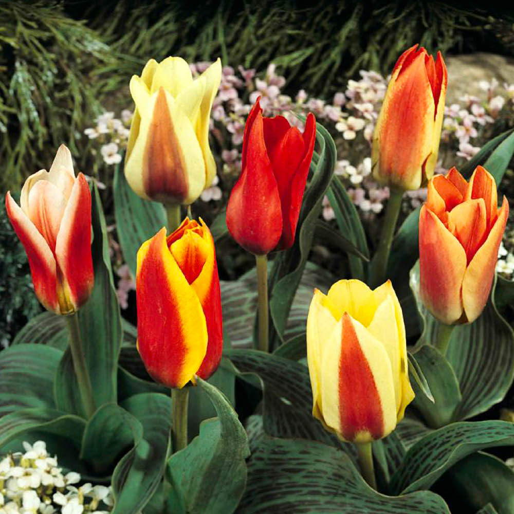 YouGarden Miniature Tulip Planting Bulb 60 Pack Image 2