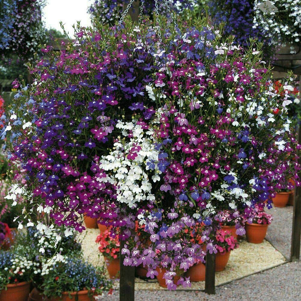 Thompson and Morgan Nurserymans Choice Hanging Basket Mixed Postiplug Plants 100 Pack Image 6