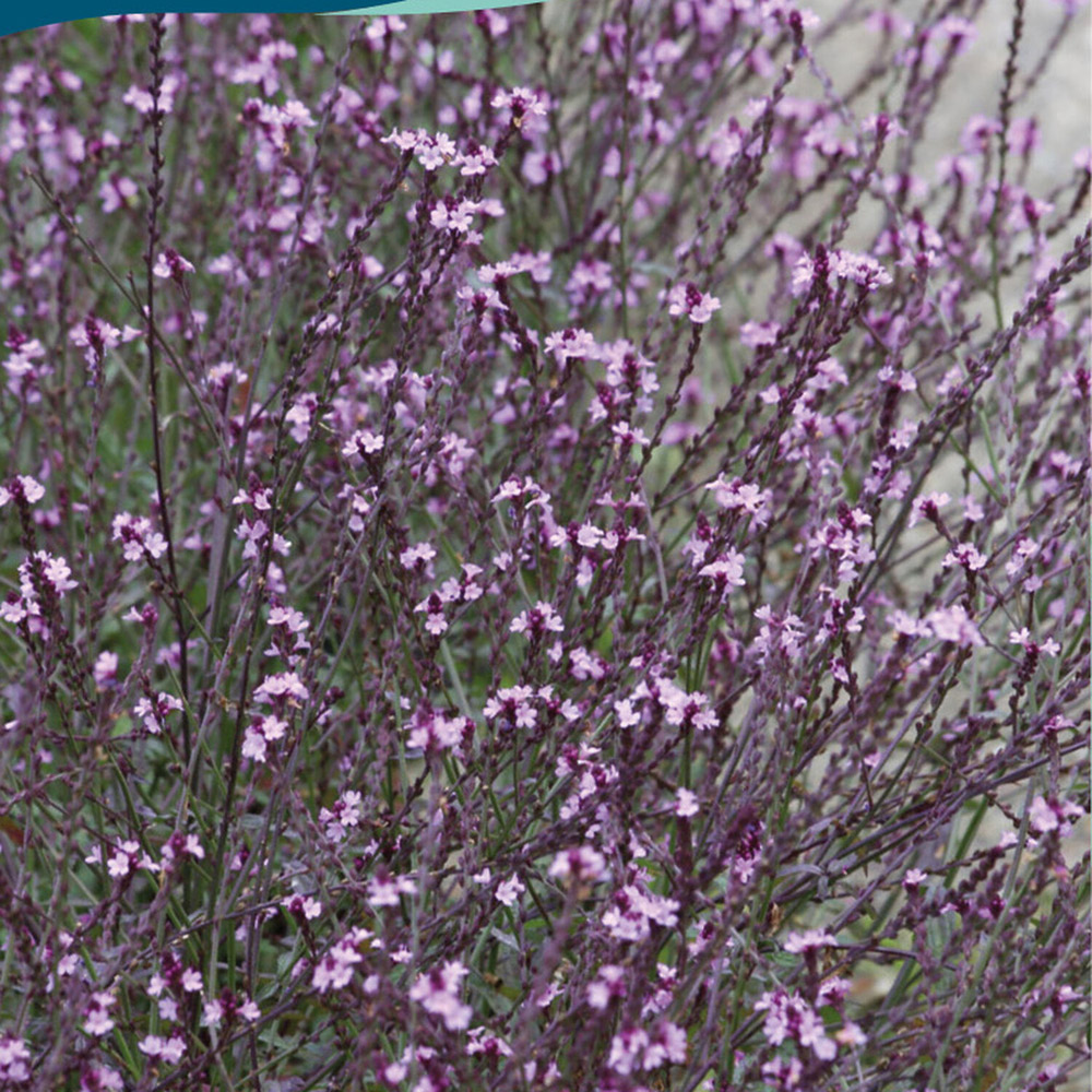 Pack of Verbena Officinalis Bampton Perennial Flower Seeds Image 2