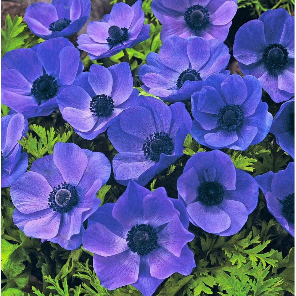 Thompson and Morgan Anemone Mr Fokker Planting Bulb 16 Pack Image 5