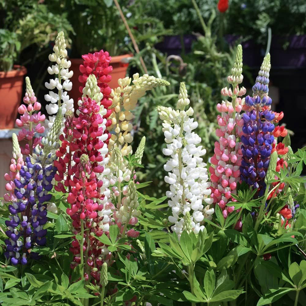 Thompson and Morgan Lupin Gallery Mix Plant Pot 9cm 3 Pack Image 3