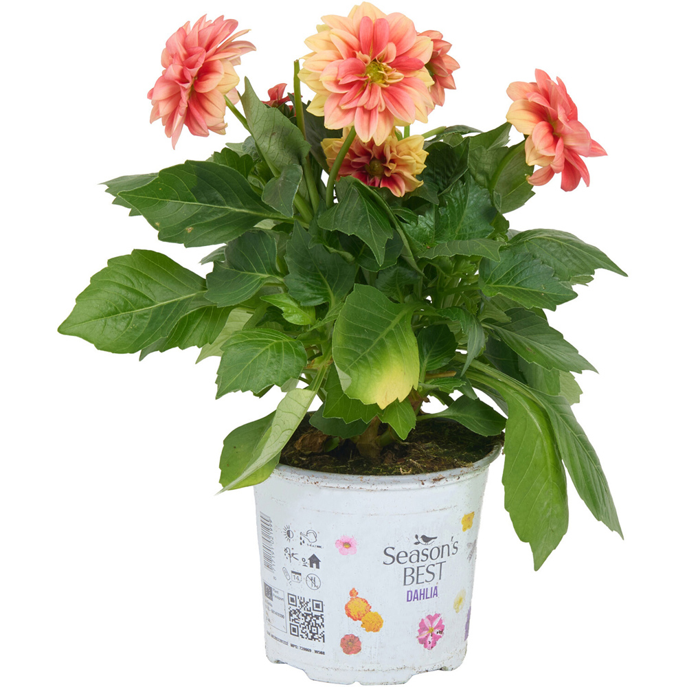 Dahlia Seasons Best Plant Image 2