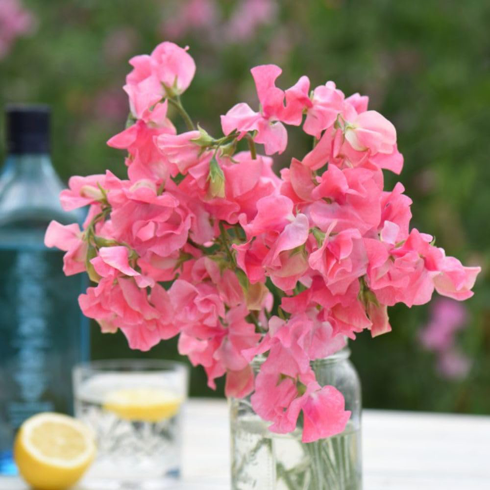 Thompson & Morgan Sweet Pea Lathyrus Odoratus Tara Seed Packet Image 1