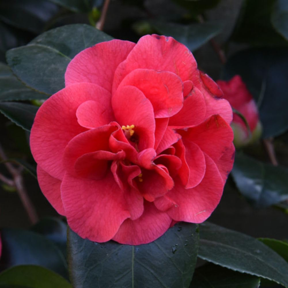 Thompson and Morgan Camellia Blooming Wonder Red Gift Plant Pot 15cm 2 Pack Image 2