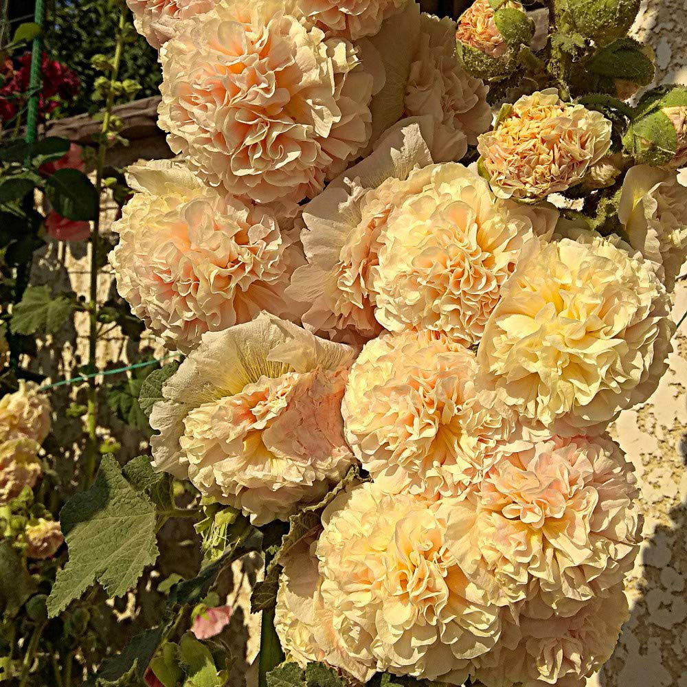 Thompson & Morgan Hollyhock Chaters Double Apricot Seeds Image