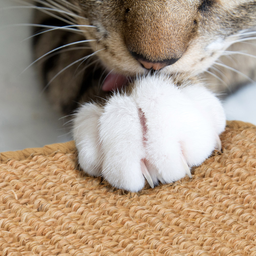 SA Products Cat Scratching Mat Image 8