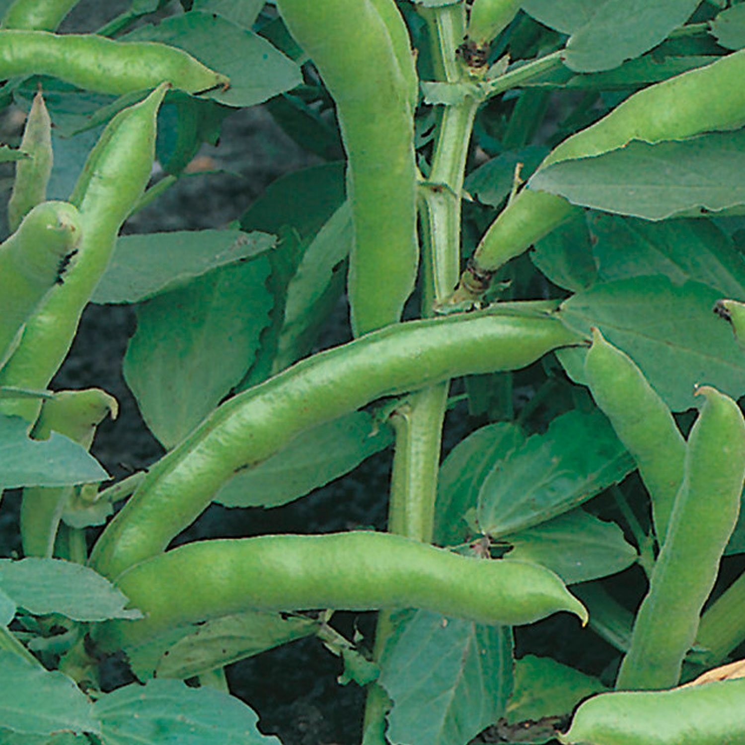 Johnsons The Sutton Dwarf Broad Bean Seeds Image 1