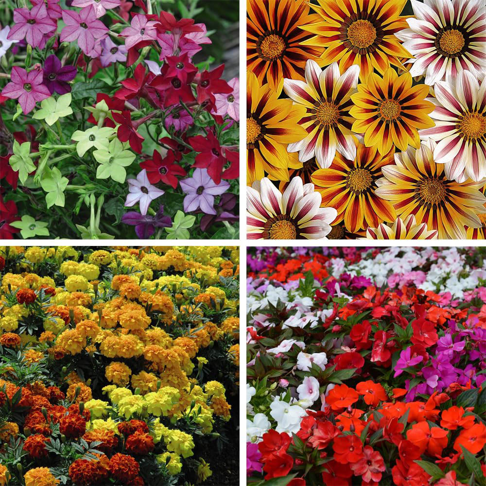 Thompson and Morgan Bedding Collection Garden Ready Plants 120 Pack Image 1