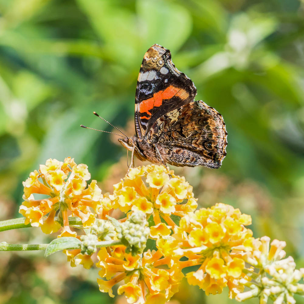 YouGarden Buddleia Sungold Plant Pot Image 3