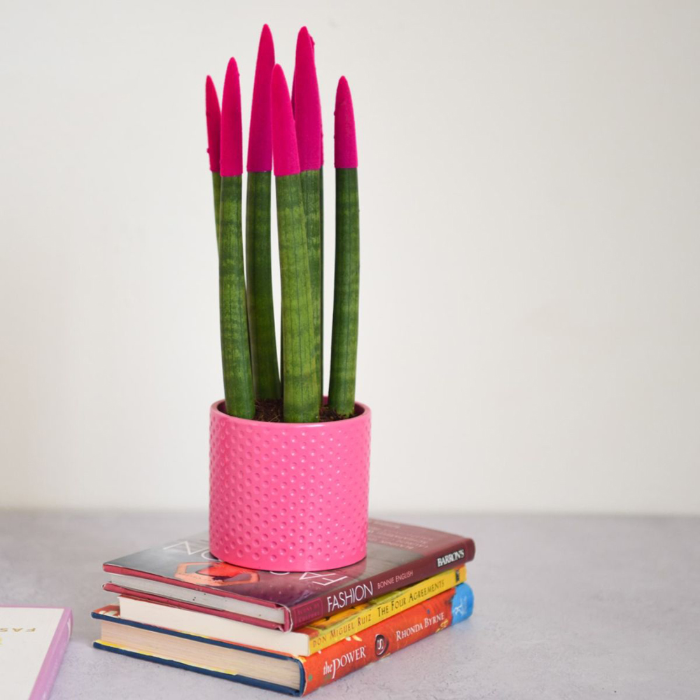 Thompson and Morgan Sansevieria Cylindrica Plant in Ceramic Pot 9cm 3 Pack Image 6