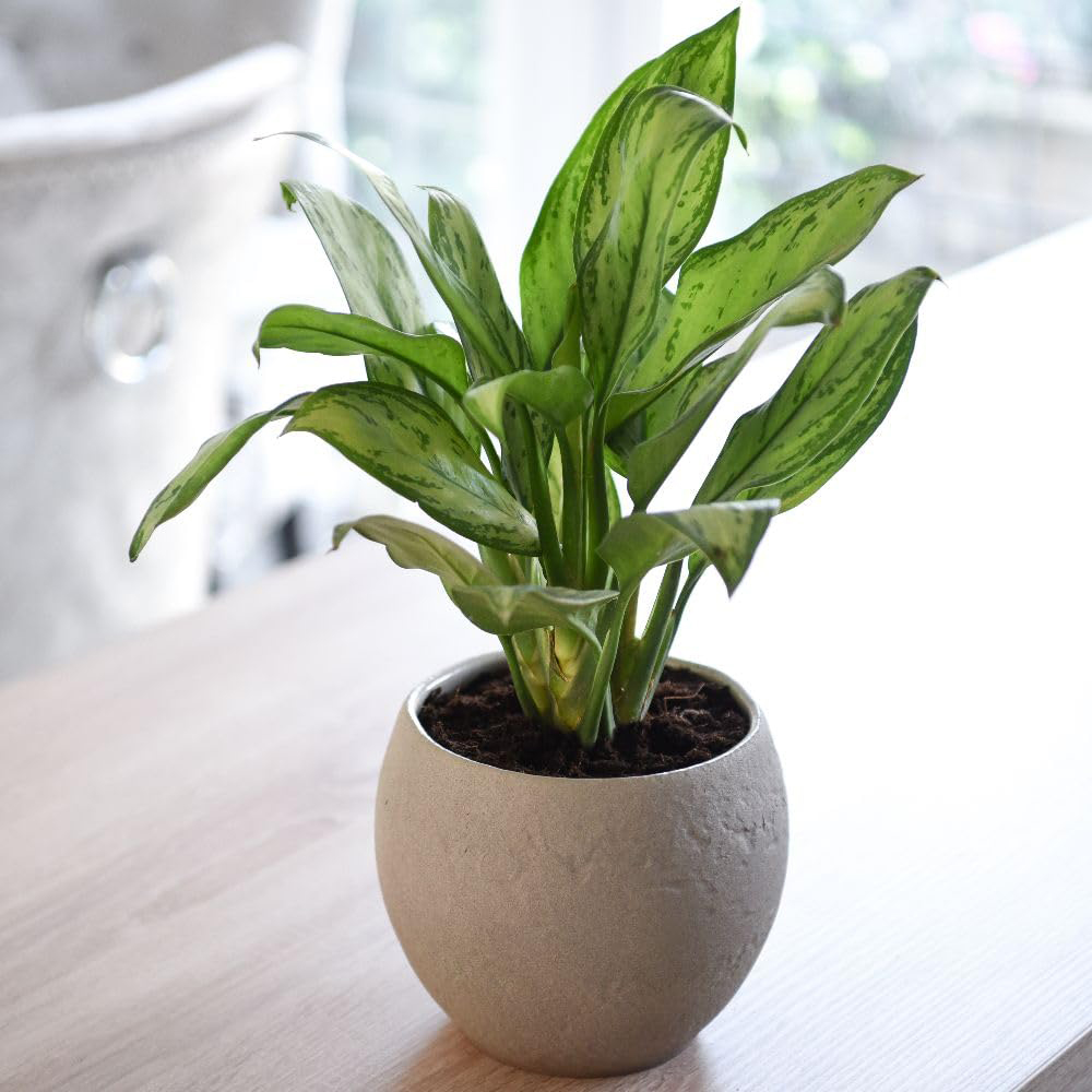 Thompson & Morgan Aglaonema Christina Chinese Evergreen Plant Pot 12cm 2 Pack Image 1