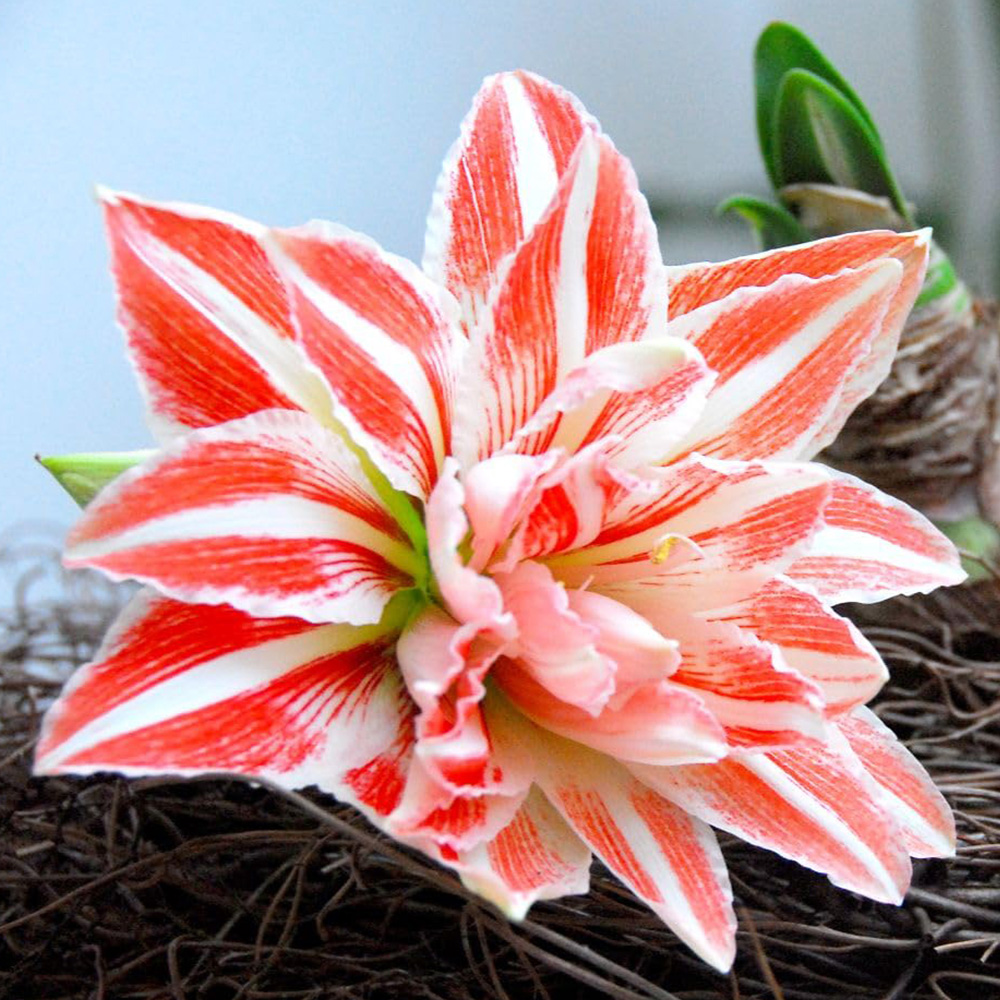 Thompson and Morgan Amaryllis Dancing Queen Planting Bulb 2 Pack Image 1