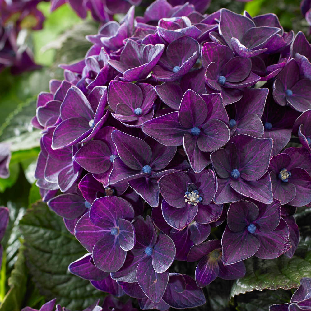 YouGarden Hydrangea Deep Purple Dance Plant in Pot Image 1