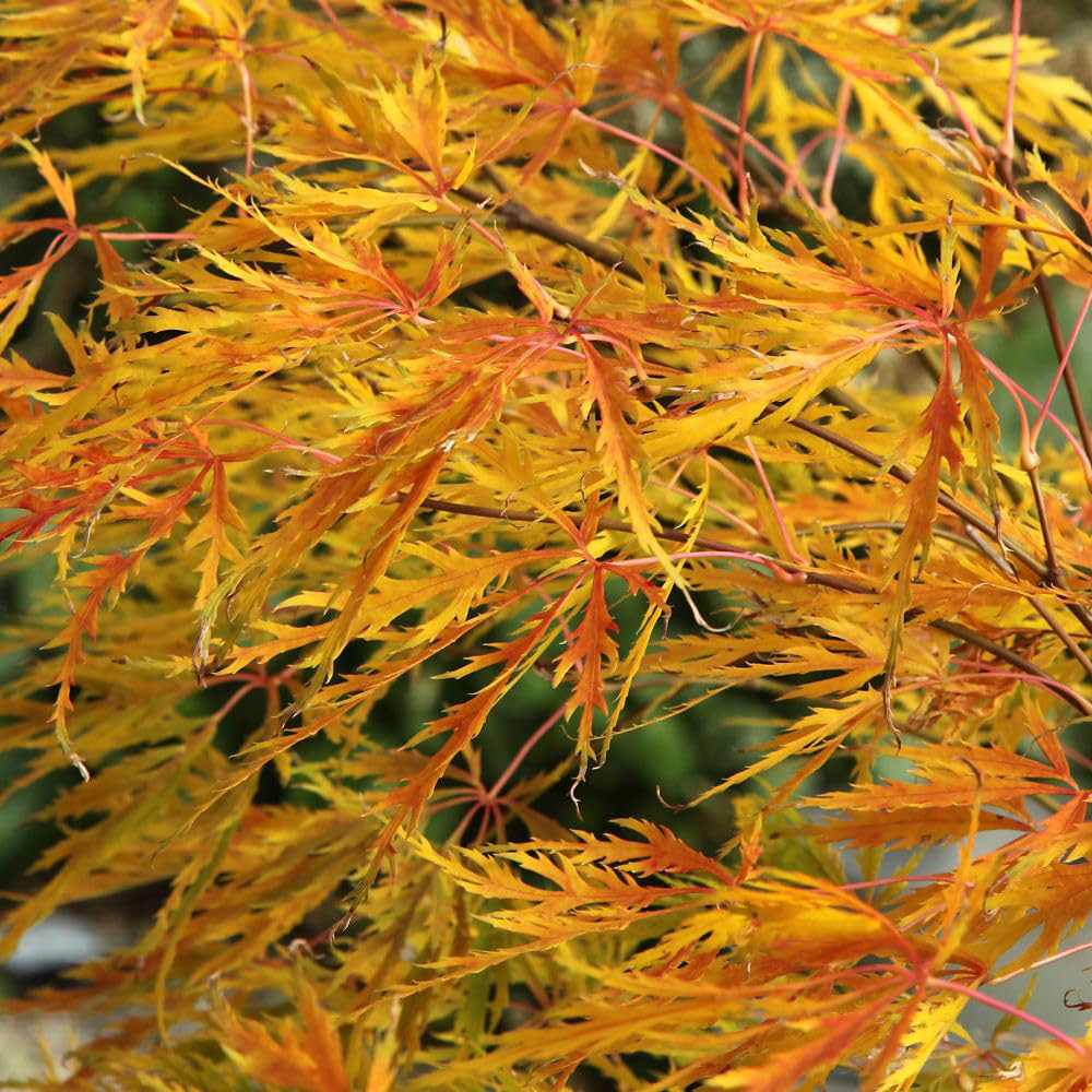 Thompson & Morgan Acer Palmatum Dissectum Plant Pot 7.5L Image 2