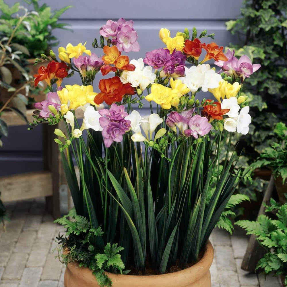 YouGarden 300 Summer Bulb Collection 7 Varieties Image 5