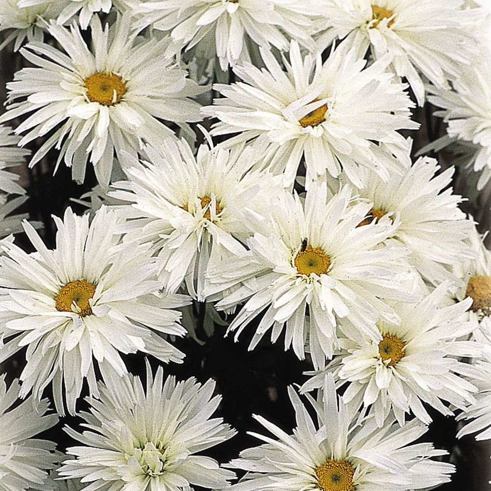 Thompson & Morgan Leucanthemum Crazy Daisy Plant Pot 9cm 3 Pack Image 1