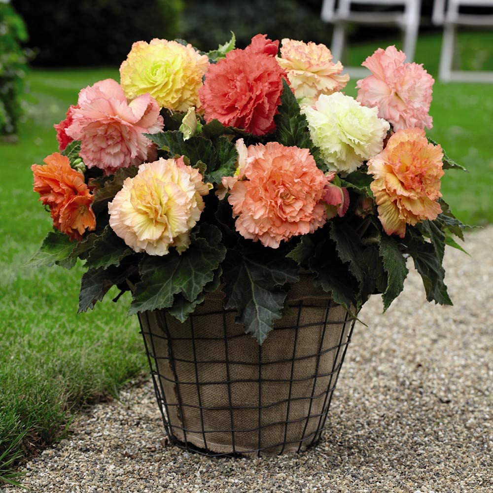 Thompson & Morgan Begonia Collection Mixed Tuber 20 Pack Image 4