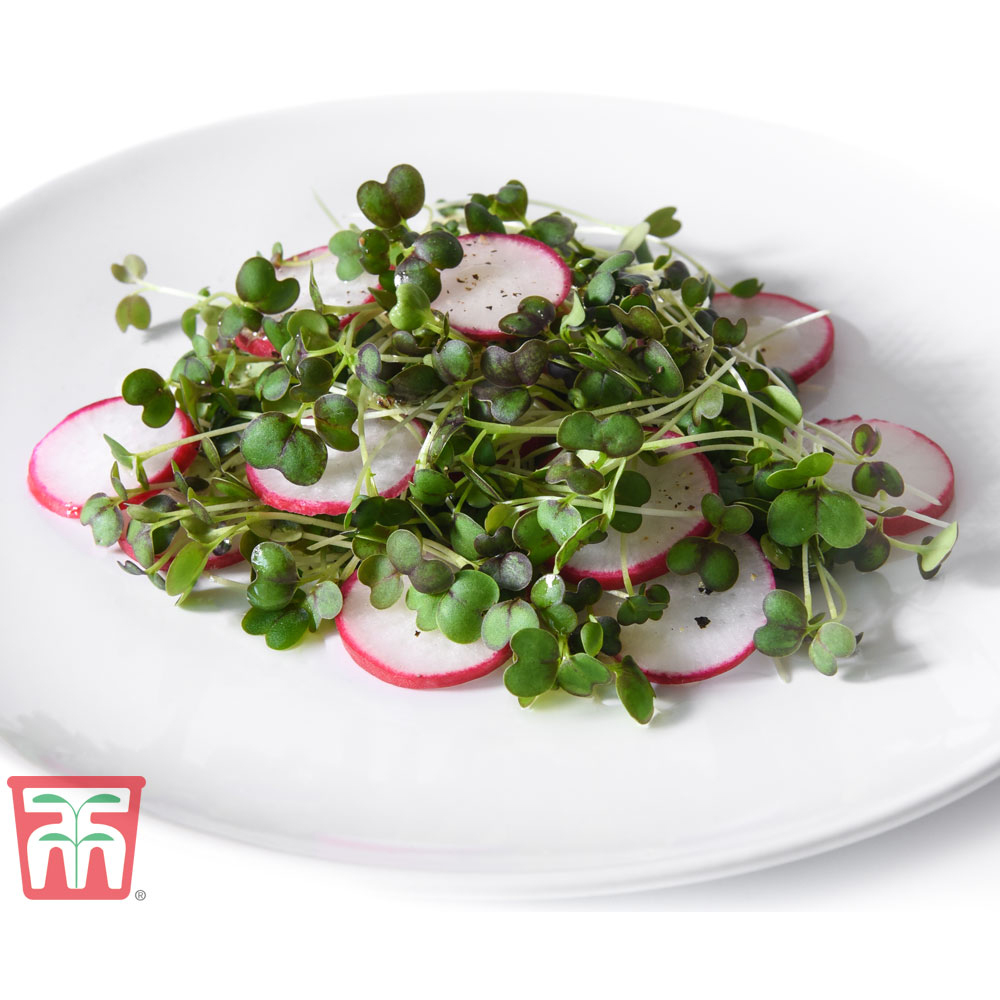 Thompson & Morgan Microgreens Mizuna Red Empire F1 Seeds Image 3