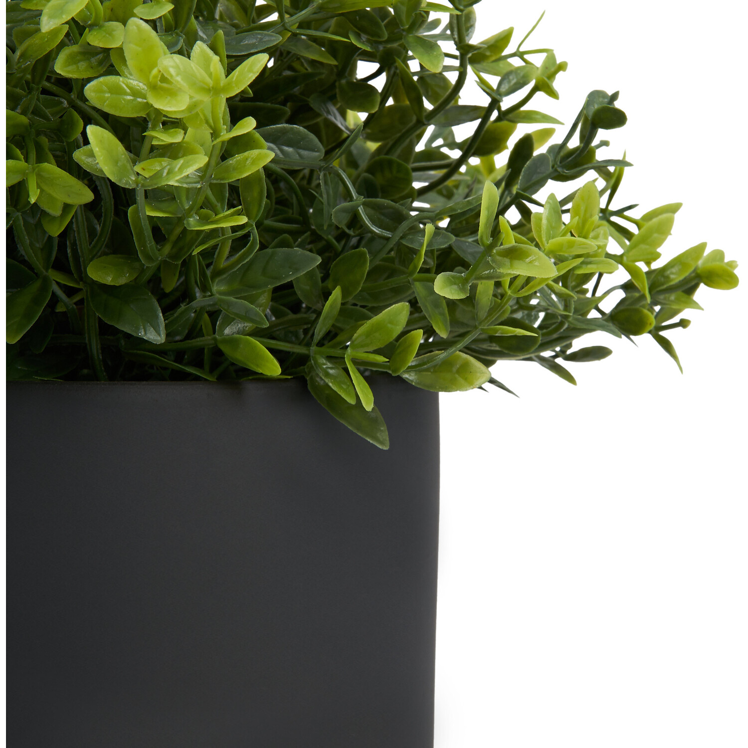 Grass in Black Pot - Black Image 4