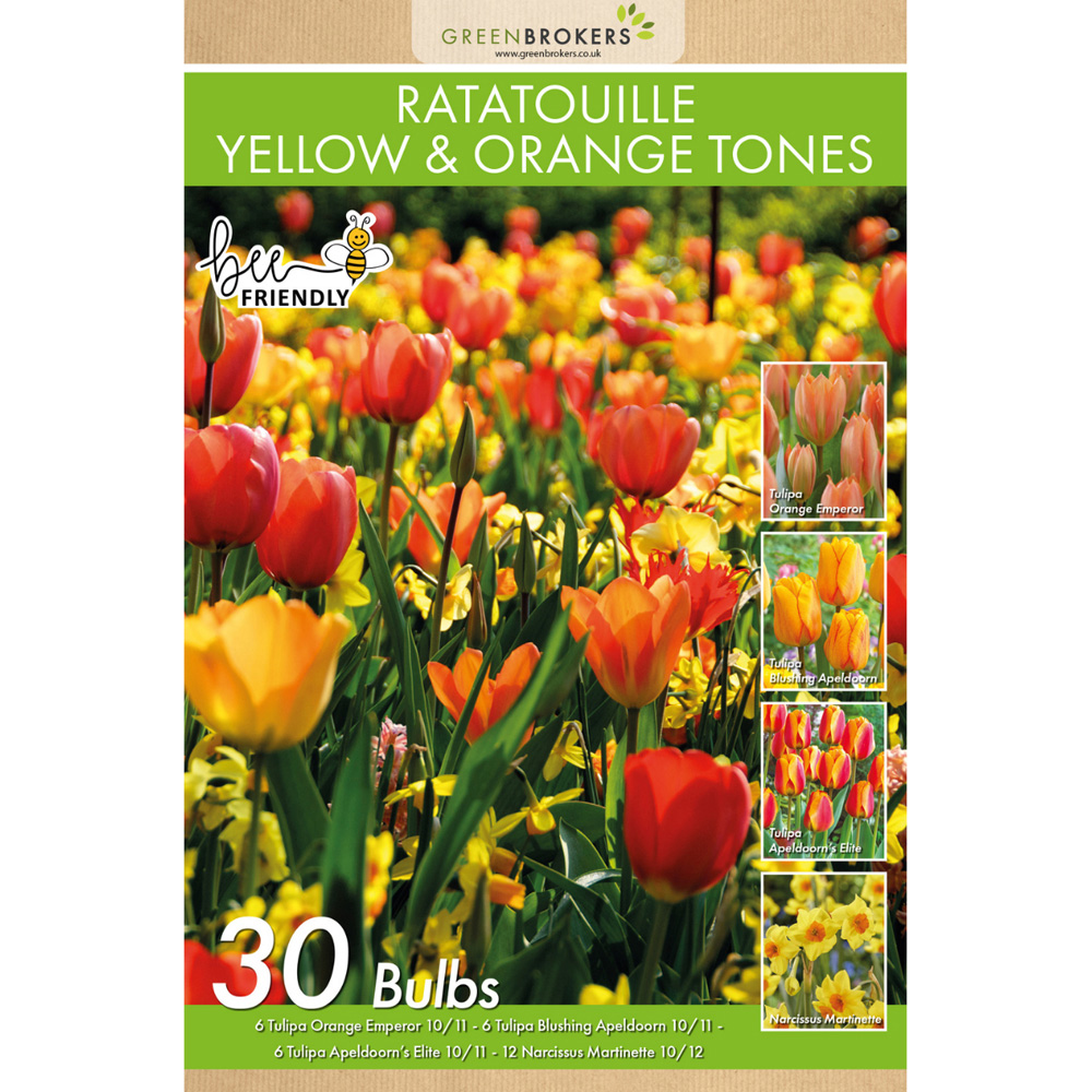 GreenBrokers Dutch Ratatouille Yellow and Orange Bee Friendly Mixed Planting Bulb 30 Pack Image 2