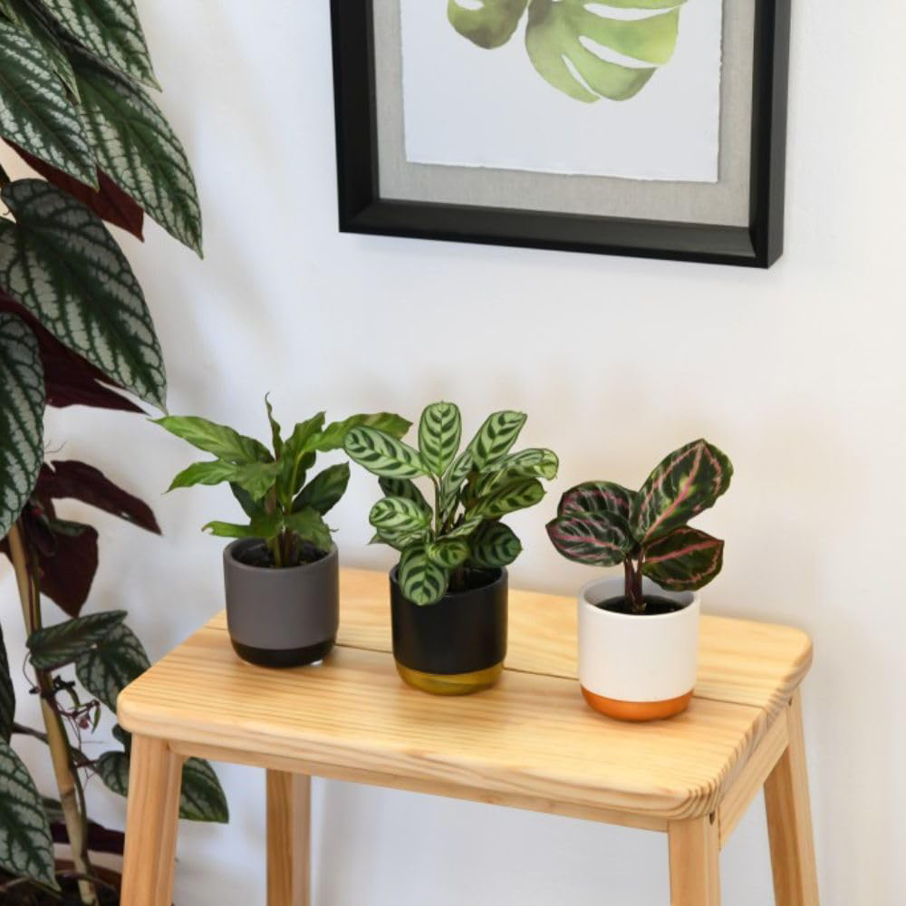 Thompson and Morgan Calathea Starter Mix Packcm Potted Plant 6cm Image 5