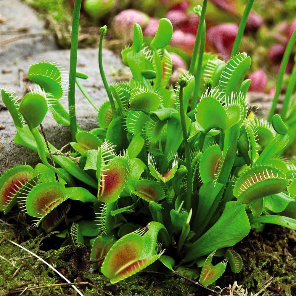 Thompson and Morgan Dionaea Muscipula Venus Fly Trap Potted Plant 9cm 2 Pack Image 3