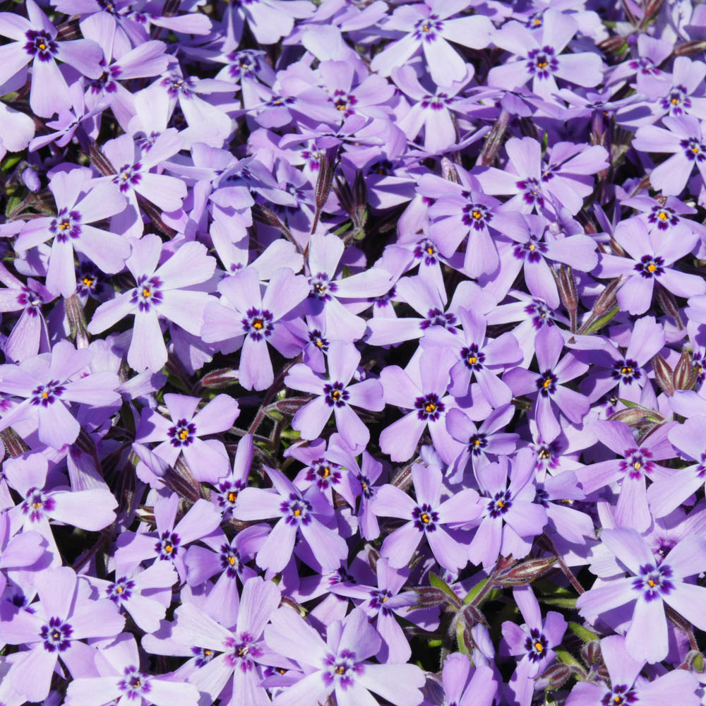 wilko Creeping Phlox Collection Plug Plant 12 Pack Image 4