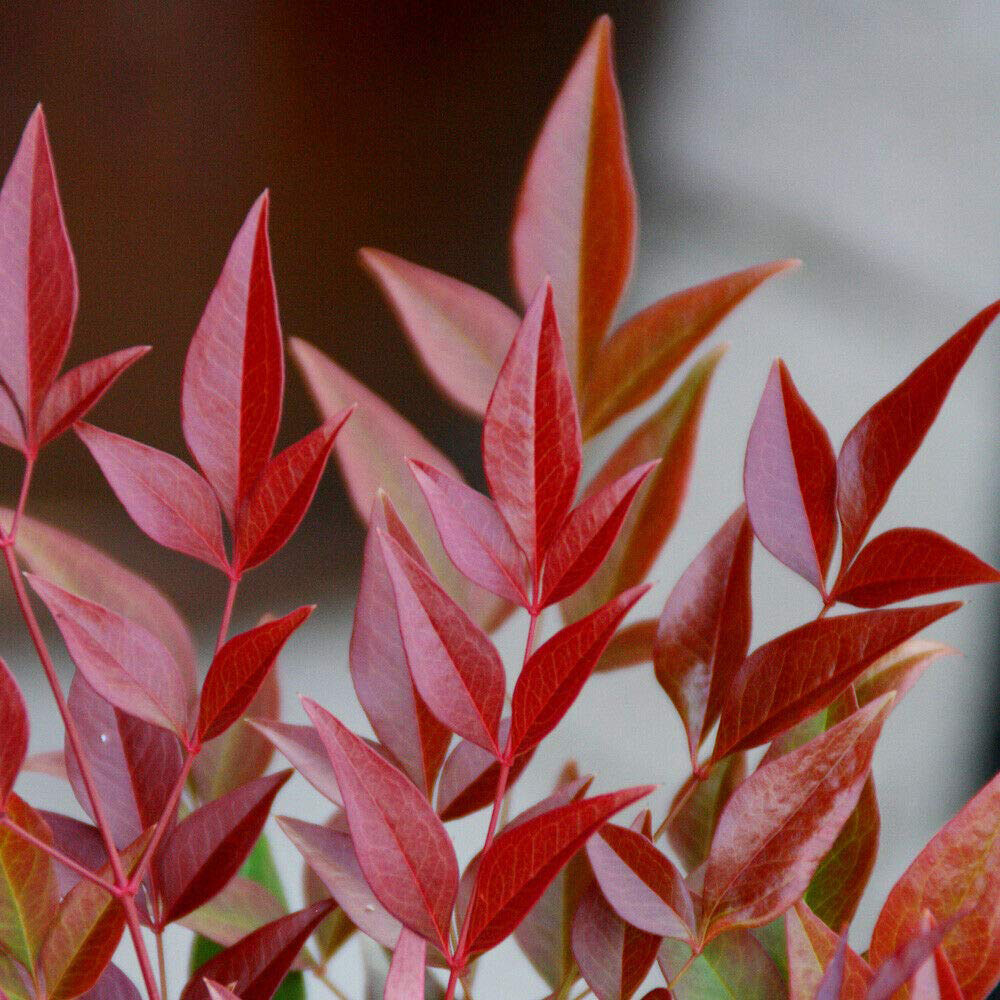 Thompson and Morgan Nandina Domestica Obsessed Plant Image 1