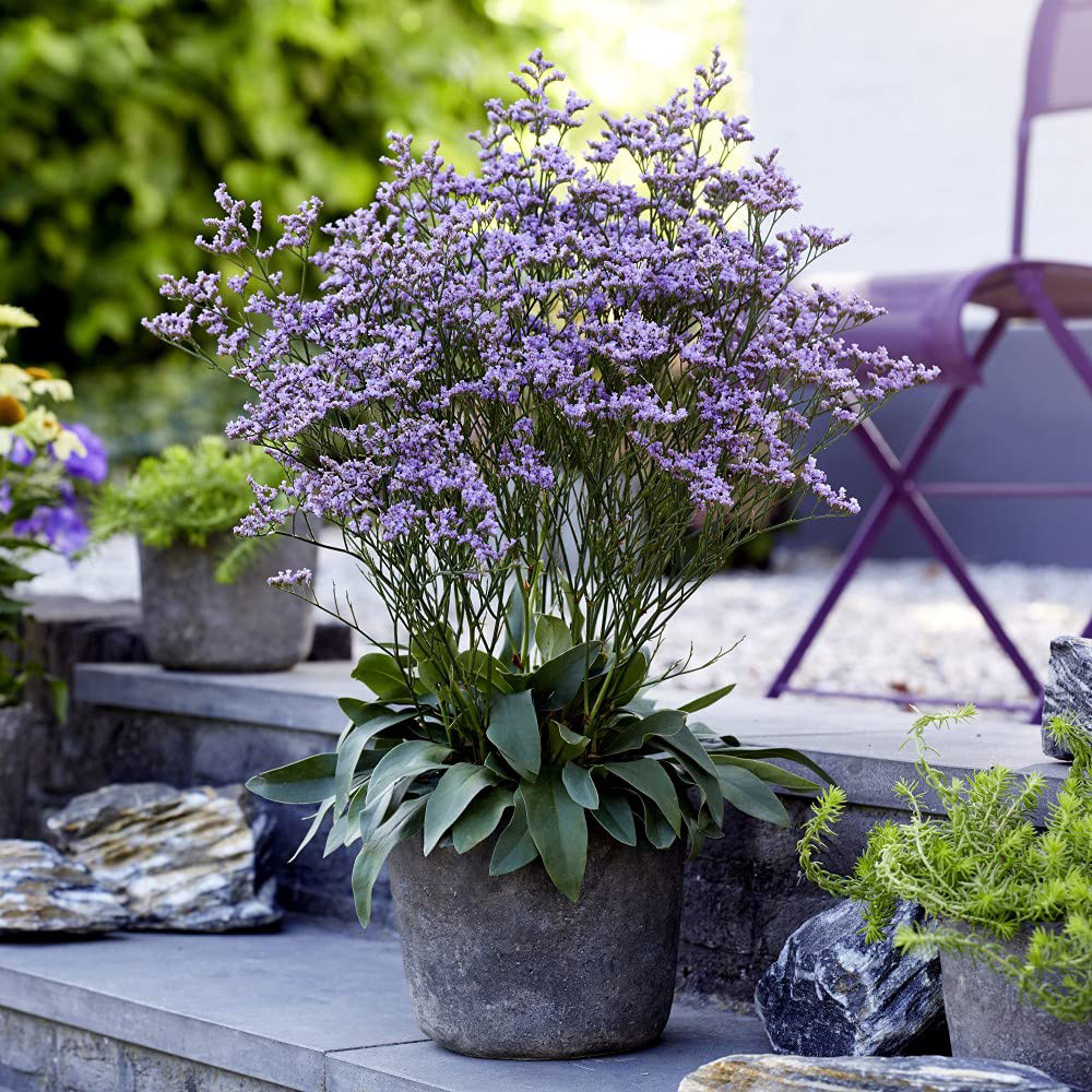 Thompson and Morgan Limonium Dazzle Rocks Potted Plant 9cm 3 Pack Image 2