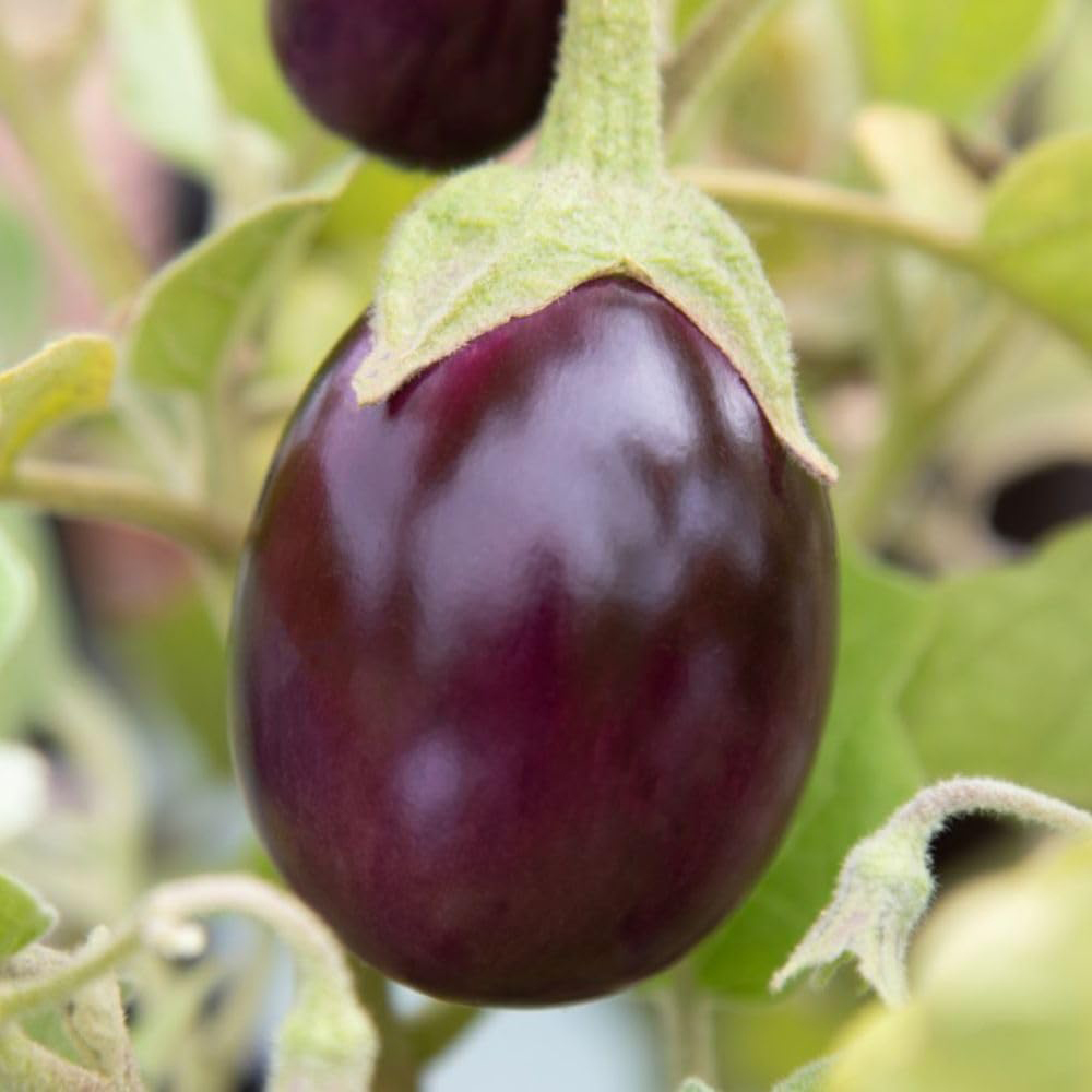 Thompson & Morgan Aubergine Baby Black Jack Potted Plant Image 1
